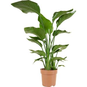 Bloomique - Strelitzia Nicolai - Paradijsvogelplant - Paradijsvogelbloem - Kamerplanten - Luchtzuiverend - Gemakkelijk in onderhoud - 70-80 cm Hoog - 17 cm Pot