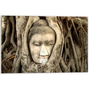 Forex - Buddhahoofd in Boomstronk - 60x40cm Foto op Forex