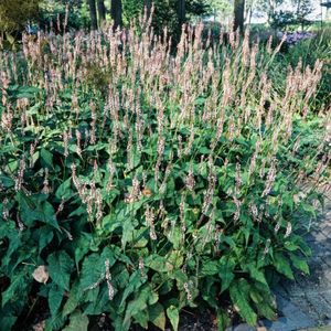 3 stuks | Persicaria amplexicaulis 'Rosea' P9