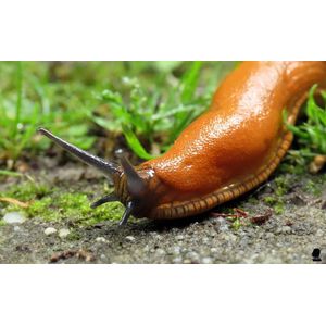 Nematoden tegen naaktslakken voor 30M² van Ferrarium - Slakken bestrijden - Aaltjes tegen slakken - Ongediertewering - naaktslakken bestrijden - moestuin slakken verwijderen - ecologische manier van slakken verwijderen