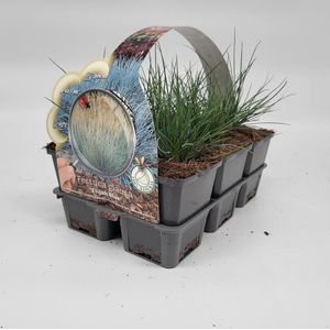 2x6 stuks (12 planten) in 6-Pack concept - Festuca glauca 'Elijah Blue' - Bodembedekker - Vaste plant - Tuinplant - Winterhard - Groenblijvend - Groen - Grassen - Gras - Schapegras