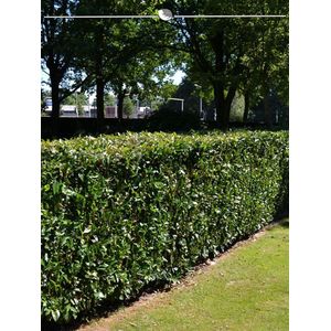 Laurier Prunus Herbergii 60-80 cm in Pot, 100x Haagplant