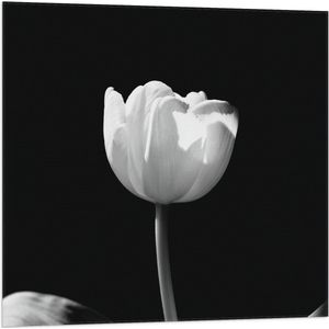 WallClassics - Vlag - Witte Tulp - Zwart Wit - 80x80 cm Foto op Polyester Vlag