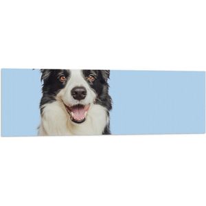 Vlag - Zwart met Witte Bordercollie Hond tegen Lichtblauwe Achtergrond - 120x40 cm Foto op Polyester Vlag
