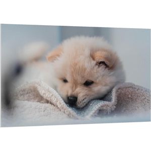 Forex - Pup op Dekentje - 150x100cm Foto op Forex