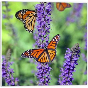Forex - Oranje Vlinders bij Lavendel - 50x50cm Foto op Forex
