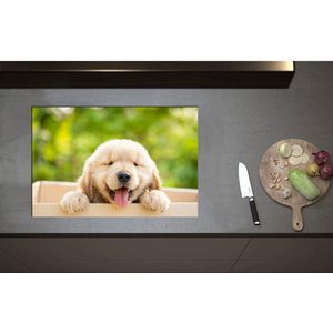 Inductieplaat Beschermer - Blije Golden Retriever Puppy in Kartonnen Doos - 75x50 cm - 2 mm Dik - Inductie Beschermer - Bescherming Inductiekookplaat - Kookplaat Beschermer van Wit Vinyl
