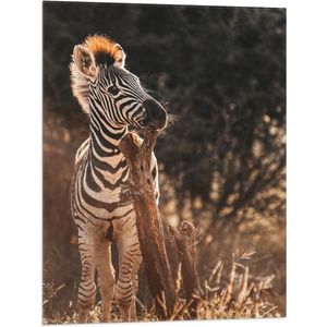 Vlag - Kleine Zebra bijtend op Tak in Oranje Zonlicht - 60x80 cm Foto op Polyester Vlag