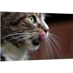 Forex - Kat die zijn Neus Likt  - 150x100cm Foto op Forex