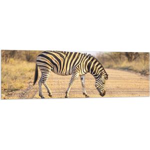 Vlag - Zijaanzicht van Overstekende Zebra - 150x50 cm Foto op Polyester Vlag