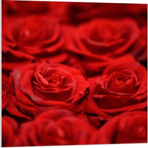 PVC Schuimplaat - Bloemen - Rozen - Rood - 80x80 cm Foto op PVC Schuimplaat (Met Ophangsysteem)