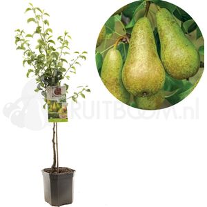 Pyrus communis Concorde | handpeer | laagstam