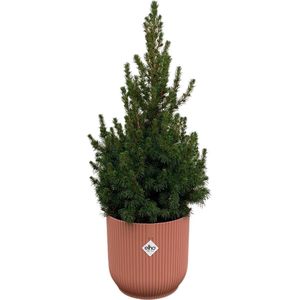 Green Bubble - Picea Glauca (kerstboom) inclusief elho Vibes Fold Round roze Ø22 - 60 cm