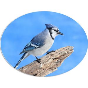 PVC Schuimplaat Ovaal - Blauwe Gaai Vogel zittend op Tak - 80x60 cm Foto op Ovaal (Met Ophangsysteem)