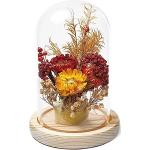 Droogbloemen in glazen bel, kleurrijk, 11,5x11,5x17 cm