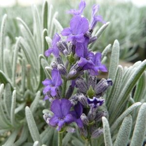 6x Lavendel - Lavandula ‘Richard Gray’ - Pot 9x9cm