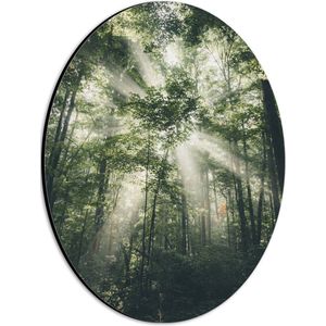 WallClassics - Dibond Ovaal - Felle Lichtstralen door Greoene Takken van Bomen in Bos - 21x28 cm Foto op Ovaal (Met Ophangsysteem)