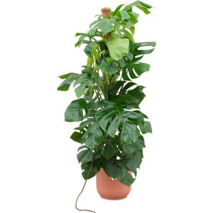 Gatenplant geleverd met pot roze - 150 cm hoge Gatenplant voor binnenruimtes - Ø30
