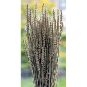 Droogbloemen - Tarwe - Triticum Aestivum - Frosted White | 70cm | 100g | Perfect voor Boeketten, Decoratie, Doopsuiker, Huwelijk & Verjaardagen | Duurzaam en Stijlvol Bloemenarrangement