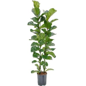 Groene plant – Vioolplant (Ficus lyrata Bambino) – Hoogte: 120 cm – van Botanicly