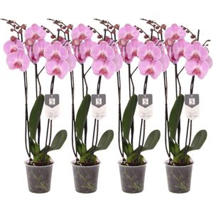 Plantenboetiek.nl | Phalaenopsis Elion - 3 tak orchidee | 4 stuks - Ø12cm - 60cm hoog - Kamerplant - Bloeiende kamerplant - Multideal - Orchideeën