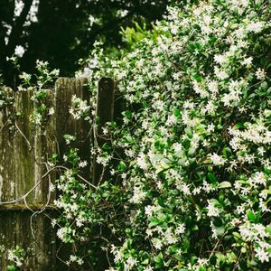 Toscaanse Jasmijn - Trachelospermum jasminoides