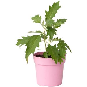 Plant in a Box - Hortensia - Hydrangea quercifolia 'Ice Crystal' - Hoogte 25-40cm - ⌀19cm