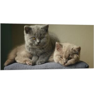 WallClassics - Vlag - Britse Korthaart Katten - 100x50 cm Foto op Polyester Vlag