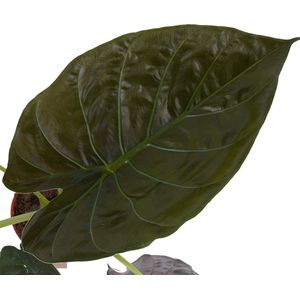 The Green Corner - Alocasia Wentii in ELHO sierpot (zwart) - Hoogte 65cm - Diameter 19cm