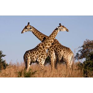 Diamond painting - formaat 40x50cm - vierkante steentjes - Giraffen in natuurpark