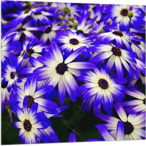 Vlag - Struik gevuld met Blauw met Witte Bloemen - 100x100 cm Foto op Polyester Vlag