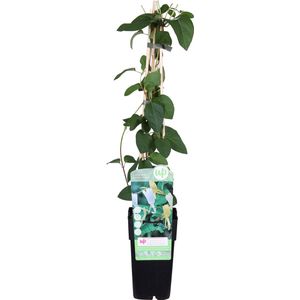 Klimplant – Japanse kamperfoelie (Lonicera Japonica) – Hoogte: 65 cm – van Botanicly