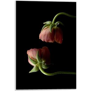 Forex - Twee Hangende Bloemen met Zwarte Achtergrond - 40x60cm Foto op Forex