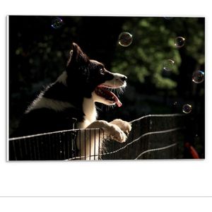 Forex - Hond met Bellenblaas - 40x30cm Foto op Forex