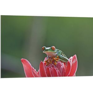 PVC Schuimplaat - Roodoogmaki Kikker Zittend op Rode Bloembladeren - 105x70 cm Foto op PVC Schuimplaat (Met Ophangsysteem)