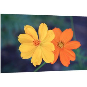 PVC Schuimplaat- Fel Oranje en Gele Cosmos Bloemen voor Donker Groene Achtergrond - 150x100 cm Foto op PVC Schuimplaat
