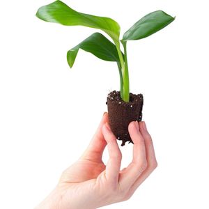 PLNTS - Baby Strelitzia Nicolai (Paradijsvogel plant) - Kamerplant - Stekplantje 4 cm - Hoogte 15 cm