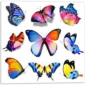 Forex - Kleurrijke Vlinders op Wit Blad - 50x50cm Foto op Forex