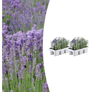 Tuinplantenshop.com | Lavendel angustifolia | 12 stuks - Ø7cm - 15cm hoog - Tuinplant