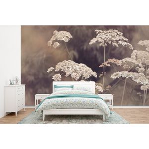 Plant - Wit - Natuur - Bloemen - Behangpapier