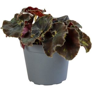The Green Corner - Begonia Rex Dark Mambo - Hoogte 10cm - Diameter 6cm