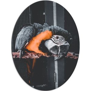 WallClassics - Dibond Ovaal - Zwart met Oranje Papegaai op een Tak in een Kooi - 51x68 cm Foto op Ovaal (Met Ophangsysteem)