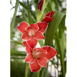 Nederlands beste kwaliteits gladiolen bloembollen Atom 10 bloembollen