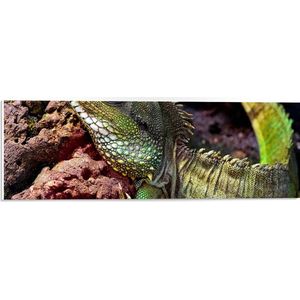WallClassics - PVC Schuimplaat- Groene Chinese Water Dragon - 60x20 cm Foto op PVC Schuimplaat