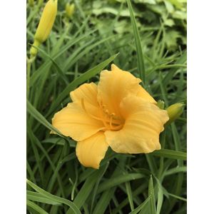 6 x Hemerocallis 'Stella de Oro' - Daglelie - P9 Pot (9 x 9cm) - Dima Vaste Planten