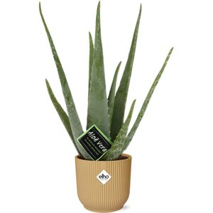Plantenboetiek.nl | Aloe Vera in ELHO Vibes Fold geel - Ø14cm - 30-40cm hoog - Kamerplant - Groenblijvend - Cactus & Vetplanten