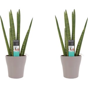 Goed & Groen - Decorum Duo Sansevieria Cylindrica met sierpot Anna taupe - ↨ 35cm - Potmaat 12 - Kwaliteit Planten - Kamer Plant - Kamerplanten - Sfeer