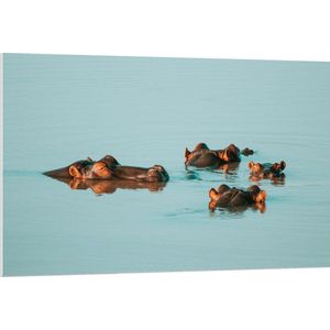 PVC Schuimplaat - Groep Nijlpaarden Drijvend in Water - 120x80 cm Foto op PVC Schuimplaat (Met Ophangsysteem)