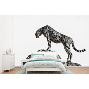 Roofdier - Panter - Dieren - Natuur