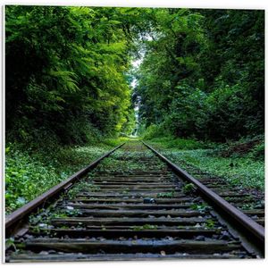 Forex - Treinrails door Bos - 50x50cm Foto op Forex